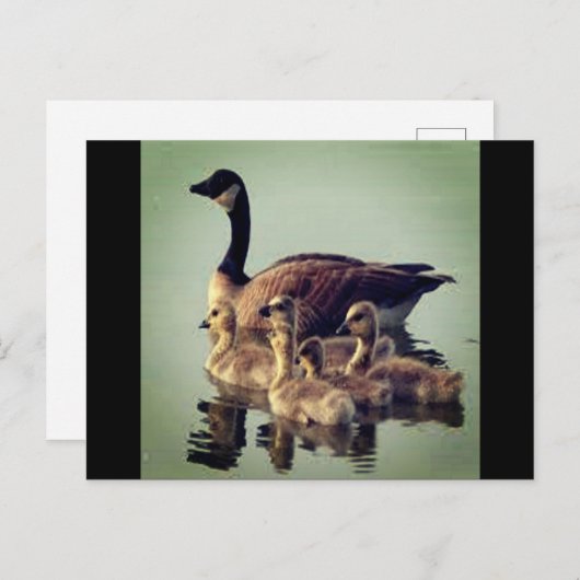 Briefkaart voor ganzen en baby's (Voorkant / Achterkant)