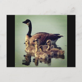 Briefkaart voor ganzen en baby's