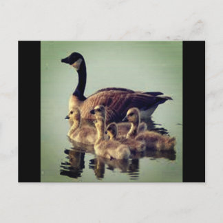 Briefkaart voor ganzen en baby's