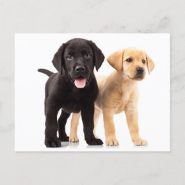 Briefkaart voor gele en zwarte labrador Retriever