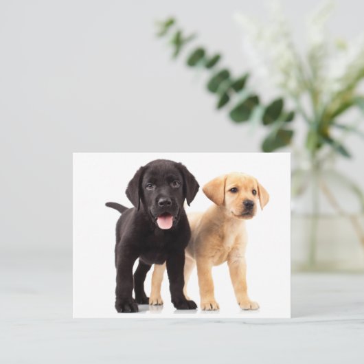 Briefkaart voor gele en zwarte labrador Retriever  (Staand voorkant)