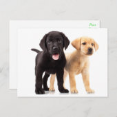 Briefkaart voor gele en zwarte labrador Retriever  (Voorkant / Achterkant)