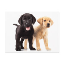 Briefkaart voor gele en zwarte labrador Retriever