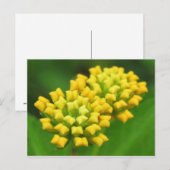 Briefkaart voor gele Natuur (Voorkant / Achterkant)