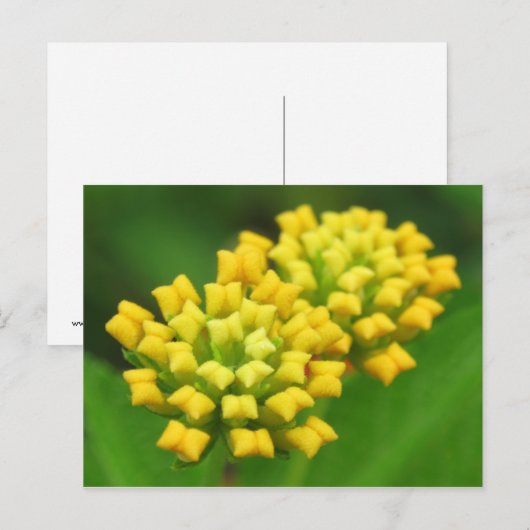 Briefkaart voor gele Natuur (Voorkant / Achterkant)