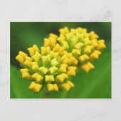 Briefkaart voor gele Natuur (Voorkant)