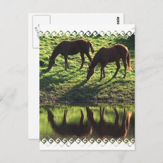Briefkaart voor graaspaarden (Voorkant / Achterkant)