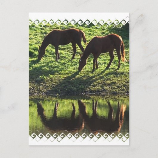 Briefkaart voor graaspaarden (Voorkant)