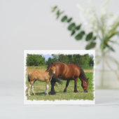 Briefkaart voor graaspaarden (Staand voorkant)