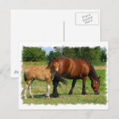 Briefkaart voor graaspaarden (Voorkant / Achterkant)