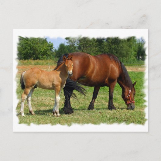 Briefkaart voor graaspaarden (Voorkant)