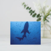 Briefkaart voor haaienaanvallen (Staand voorkant)