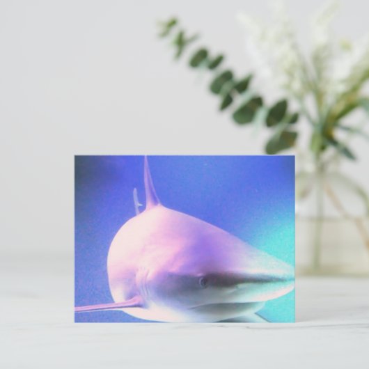 Briefkaart voor haaienmoord (Staand voorkant)