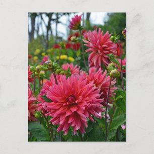 Briefkaart voor het afdrukken van roze dahlia flow