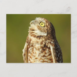 Briefkaart voor het branden van kippen