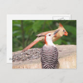 Briefkaart voor het delen van zaaizaad (Voorkant / Achterkant)