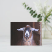 Briefkaart voor het houden en koelen van geiten (Staand voorkant)