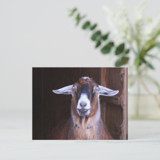 Briefkaart voor het houden en koelen van geiten (Staand voorkant)