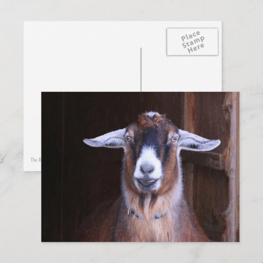 Briefkaart voor het houden en koelen van geiten (Voorkant / Achterkant)