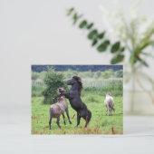 briefkaart voor het houden van hengsten (Staand voorkant)