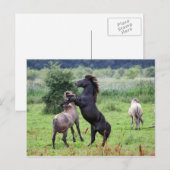 briefkaart voor het houden van hengsten (Voorkant / Achterkant)