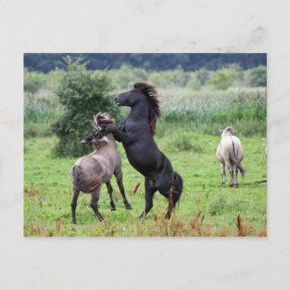 briefkaart voor het houden van hengsten