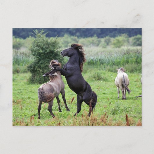 briefkaart voor het houden van hengsten (Voorkant)