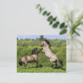 briefkaart voor het houden van hengsten (Staand voorkant)