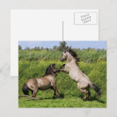 briefkaart voor het houden van hengsten (Voorkant / Achterkant)