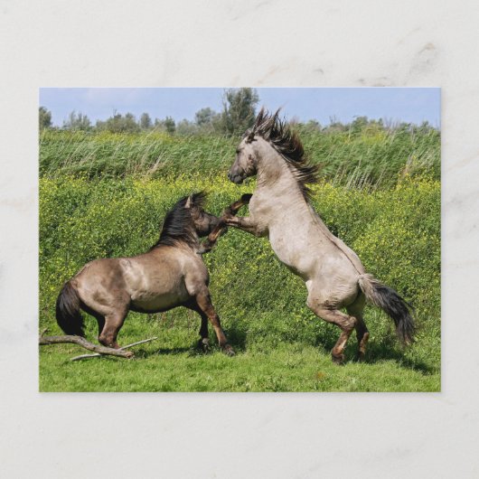 briefkaart voor het houden van hengsten (Voorkant)