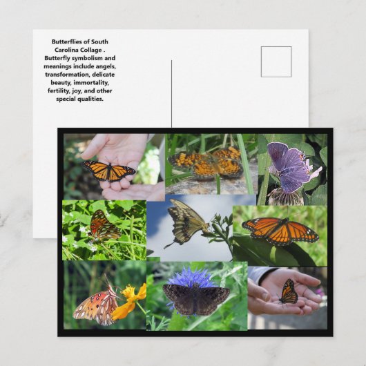 Briefkaart voor het inkollen van vlinders (Voorkant / Achterkant)