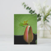 Briefkaart voor het onttrekken van de dragonfly (Staand voorkant)