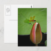 Briefkaart voor het onttrekken van de dragonfly (Voorkant / Achterkant)