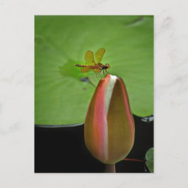 Briefkaart voor het onttrekken van de dragonfly