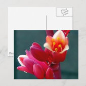 briefkaart voor het openen van rode bloem (Voorkant / Achterkant)