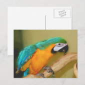 Briefkaart voor het schilderen van papegaaiachtige (Voorkant / Achterkant)