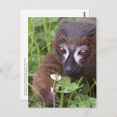 Briefkaart voor het schoppen (Voorkant / Achterkant)