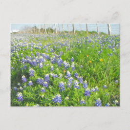 Briefkaart voor het strandvaren van blauwvintonijn