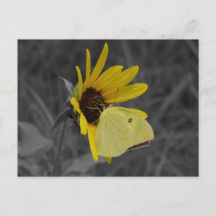 Briefkaart voor het testen van vlinder