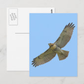 briefkaart voor het zogen van rode staart (Voorkant / Achterkant)