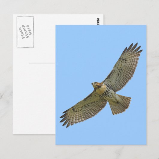 briefkaart voor het zogen van rode staart (Voorkant / Achterkant)