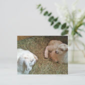 Briefkaart voor het zogende twinningbroekje (Staand voorkant)