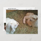 Briefkaart voor het zogende twinningbroekje (Voorkant / Achterkant)