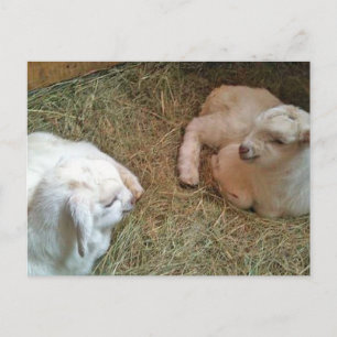 Briefkaart voor het zogende twinningbroekje