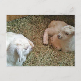 Briefkaart voor het zogende twinningbroekje