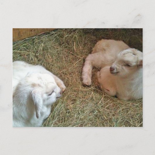 Briefkaart voor het zogende twinningbroekje (Voorkant)