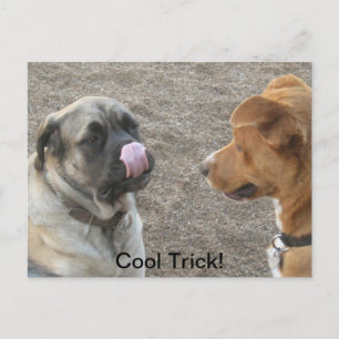 Briefkaart voor Humoureus Dog