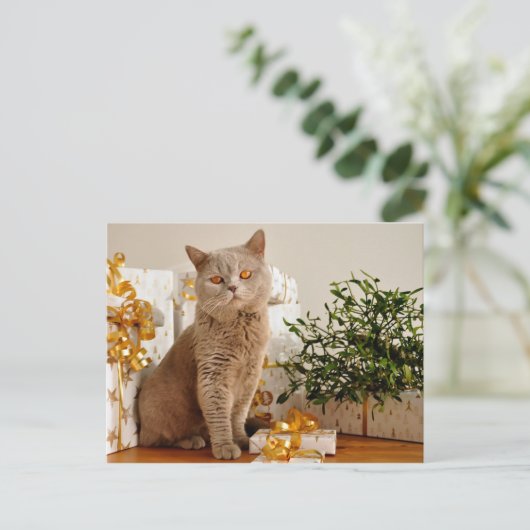 briefkaart voor kerstkatten (Staand voorkant)