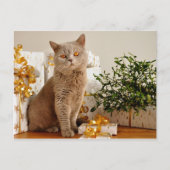 briefkaart voor kerstkatten (Voorkant)