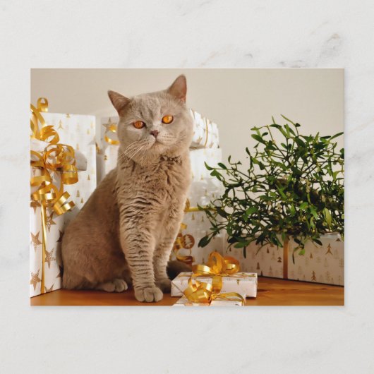 briefkaart voor kerstkatten (Voorkant)